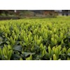 Luxtea Chinese Top10 Famous Tea –Xi Hu Long Jing /