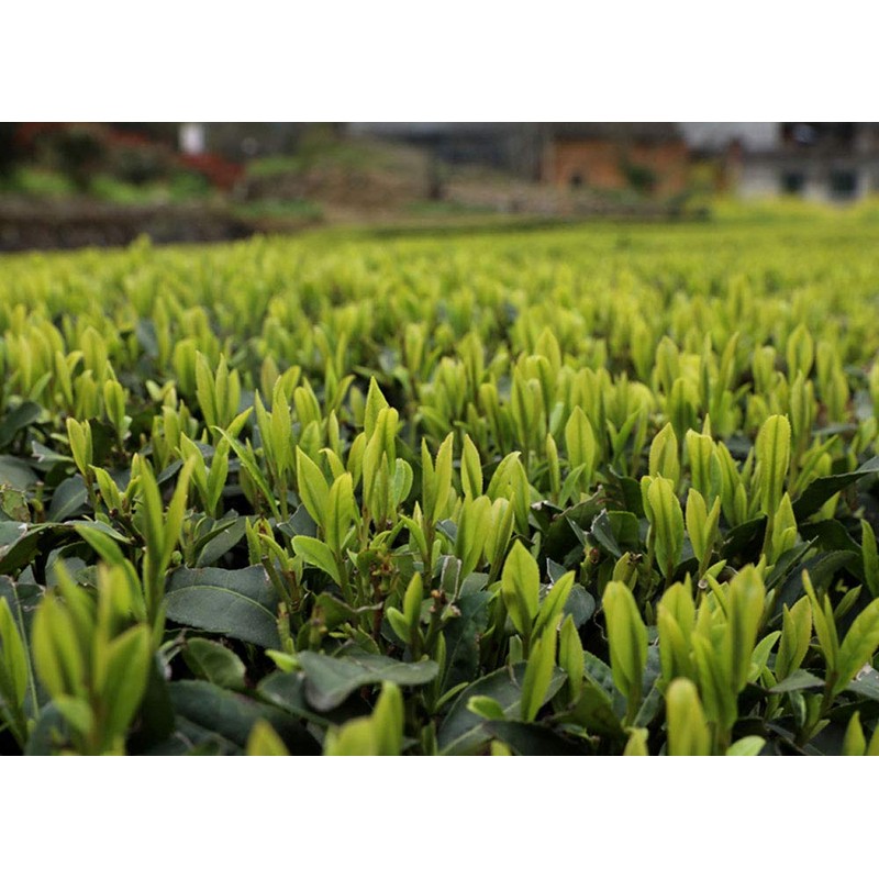 Luxtea Chinese Top10 Famous Tea –Xi Hu Long Jing /