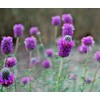 Little Seed Store 501+PURPLE PRAIRIE CLOVER Seeds Wildflower Nitrogen Fixing