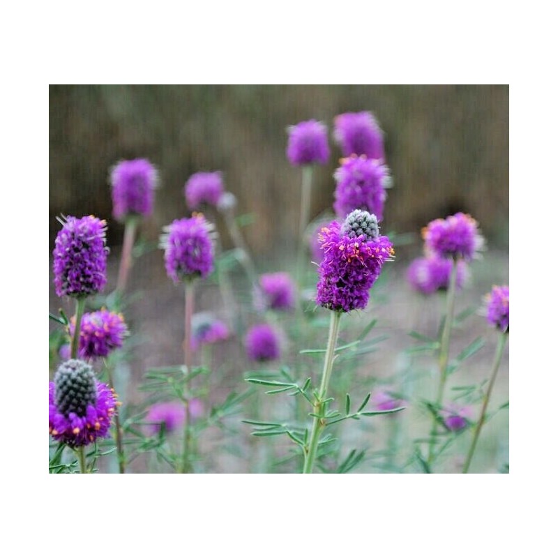 Little Seed Store 501+PURPLE PRAIRIE CLOVER Seeds Wildflower Nitrogen Fixing