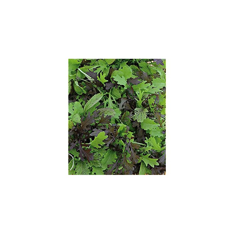 Viridis Hortus - Tasty Mustard Mix 3,050 (5g's) Nutritious Salad
