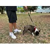 Dog Lead, Shock Absorber, Anti Pull, for Medium and Large