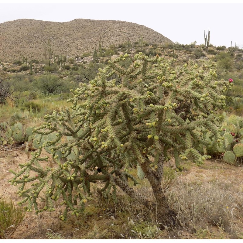 Cylindropuntia fulgida mamillata Cactus (Chain Fruit Cholla) Super Food Plant