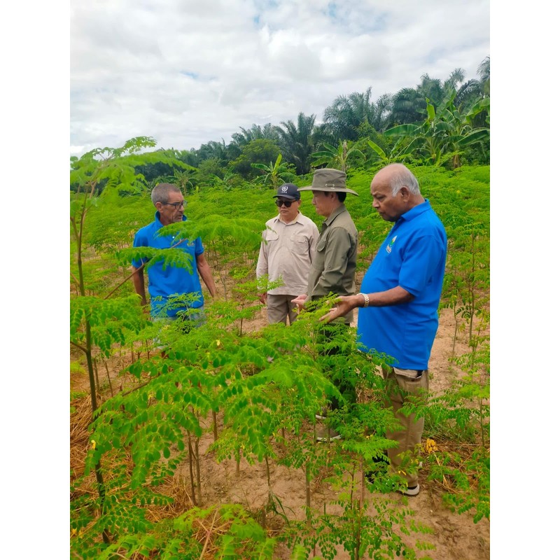 Lexmin® Moringa Leaf Ginger Tea (30)