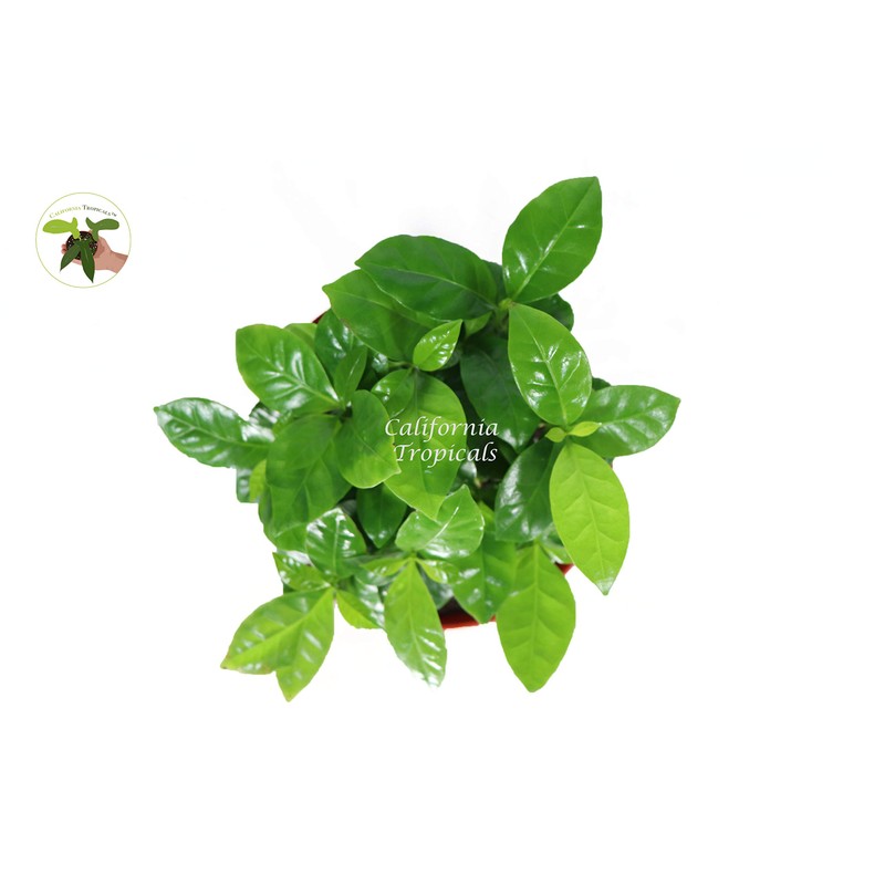 Arabica Coffee Plant - 6'' from California Tropicals