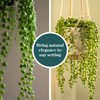 Shop Succulents String of Pearls Succulent Plant 2" Grow Pot