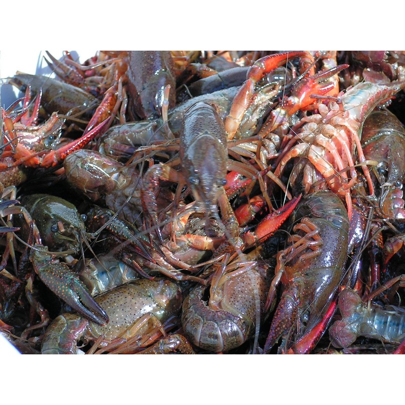 Bait Binder™ Bait Kit - The 'Original' - Shrimp, Crab,