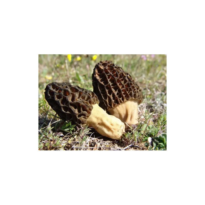 Setas Morel Negras Micelio Esporas Marrón Hongo