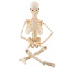 1pc Human Skeleton Anatomical Model Medical Anatomical Teaching Tool With