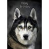 Husky Dog Birthday Card