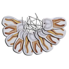 Car Air Freshener Anatomy Tooth (lemon) 10 pack