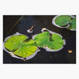 Lily Pads Bumper Sticker Vinyl Decal 5"