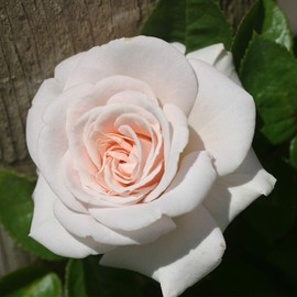 Heirloom Roses Rose Plant - Amber Abundance® Apricot Rose Bush, English Legend Live Plant for Planting Outdoors