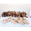 Soopa Banana & Pumpkin Puppy Healthy Bites 50gm