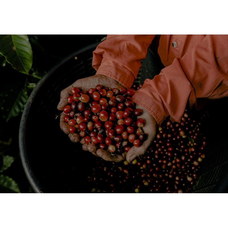 Buena Vida Speacialty Coffee - Cerros de Tarrazú, Ground -