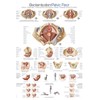 Educational Board "Pelvic Floor", 70 x 100 cm