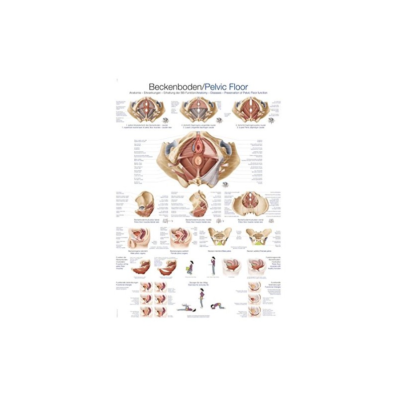 Educational Board "Pelvic Floor", 70 x 100 cm