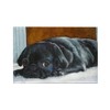 CafePress Resting Black Pug Puppy Rectangle Magnet, 3"x2" Refrigerator Magnet