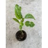 Passion Fruit Passiflora Edulis Passion Fruit Plant 8” With Pot