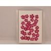 Fukusan Pressed Flower Pack, Verbena, Pink, Small FUK-1024