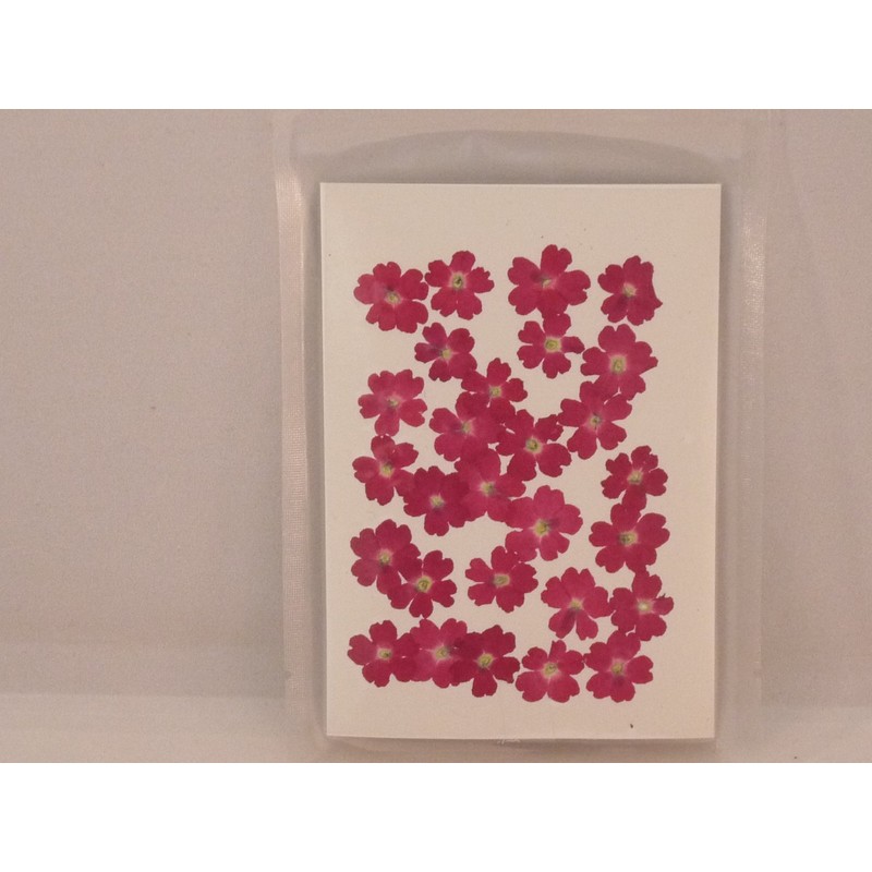 Fukusan Pressed Flower Pack, Verbena, Pink, Small FUK-1024