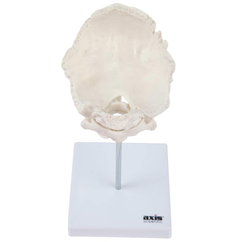 Axis Scientific Occipital Bone - C1 and C2, Human Skull