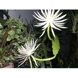 Pack of 3 Cutting Epiphyllum Orchid Cactus Succulent Strictum Big White Flower Plant #TND161