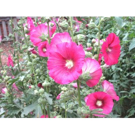 Little Seed Store 51+PINK HOLLYHOCK Seeds Heirloom Wildflower Garden Cut Flowers Drought Heat Cold