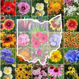 Eden Brothers Ohio Wildflower Mixed Seeds for Planting, 1 lb, 480,000+ Seeds with Sweet William, Cornflower | Attracts Pollinators, Plant in Spring or Fall, Zones