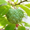 12 Sugar Apple Tree Seeds, Sweetsop Fruit Seeds, Sugar Apple