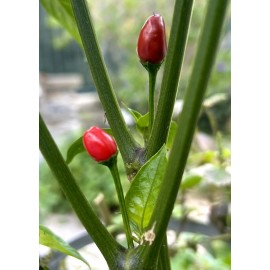 Home-Growth Hot Chile Pequin Chili Pepper - 25 Seeds 2024 - USA