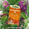 Natures aid 100% Pure Omega-7 Sea Buckthorn Oil 500mg, 60