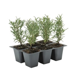 6 Tuscan Blue Rosemary, Live Plants – Rosmarinus Officinalis – Hardy & Fragrant Herb in 2.5” Nursery Pots – Grows Up to 5 Ft, Easy to Maintain, Great for Cooking, Landscaping & Aromatherapy
