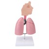 Respiratory System Model with Removable Heart Human Lung Anatomical Display