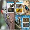 North American Bird Identification Cards, 30 Backyard Birds for Bird