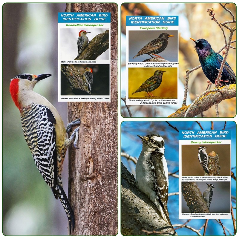 North American Bird Identification Cards, 30 Backyard Birds for Bird