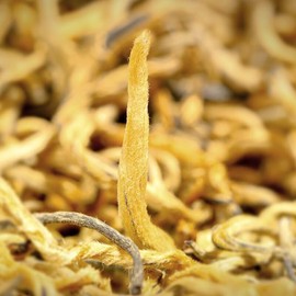 Golden Monkey, Golden Tips（金丝金芽） Yunnan Black Tea（滇红） in Tin, 100g / 3.53oz – Premium Chinese Dianhong Loose Leaf Tea, Gift-Ready Packaging