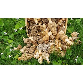 Morel Mushroom Spores in Sawdust Garden Seed Spore kit from WV 5 Gallon kit
