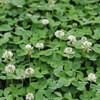 Outsidepride 10 lb. Annual Berseem Clover Seed for Food Plots,