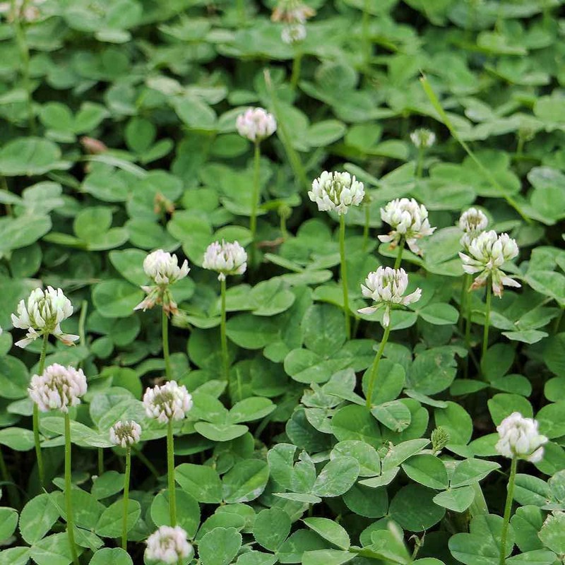 Outsidepride 10 lb. Annual Berseem Clover Seed for Food Plots,