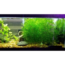 Guppy Grass – Hardy Aquarium Plant – Buy 2 Get 1 Free – Shrimp & Betta Safe
