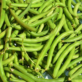 Provider Bush Bean Seeds (Treated) - 1 Lb - Non-GMO, Heirloom Green Snap Bean Seeds - Vegetable Garden Seeds