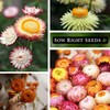 Sow Right Seeds - Tall Mixed Strawflower Seeds - Non-GMO