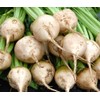 TomorrowSeeds - White Albino Beet - 200+ Count - Mangel