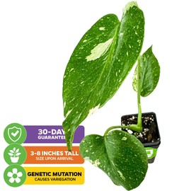 Thai Constellation Monstera Starter Plants – Monstera deliciosa by Wellspring Gardens – Live Variegated Houseplants for Indoor Decor – Rare Aroid (2-Pack)