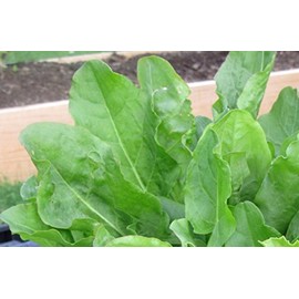 400+ French Sorrel Seeds- Heirloom Lettuce Herb