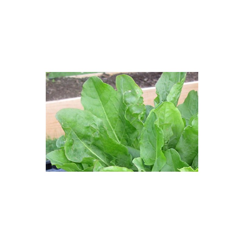 400+ French Sorrel Seeds- Heirloom Lettuce Herb