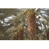 10 Medjool Date Palm Seeds, Pits, Phoenix dactylifera Large Fruit