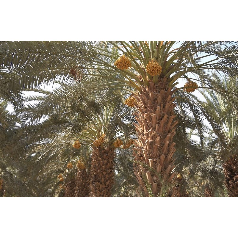 10 Medjool Date Palm Seeds, Pits, Phoenix dactylifera Large Fruit