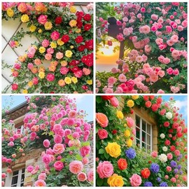 150+Mix Climbing Rose Seeds for Planting-Annual Rose Flower Seeds to Plant Outside, Non-GMO Heirloom Seed for Home Garden